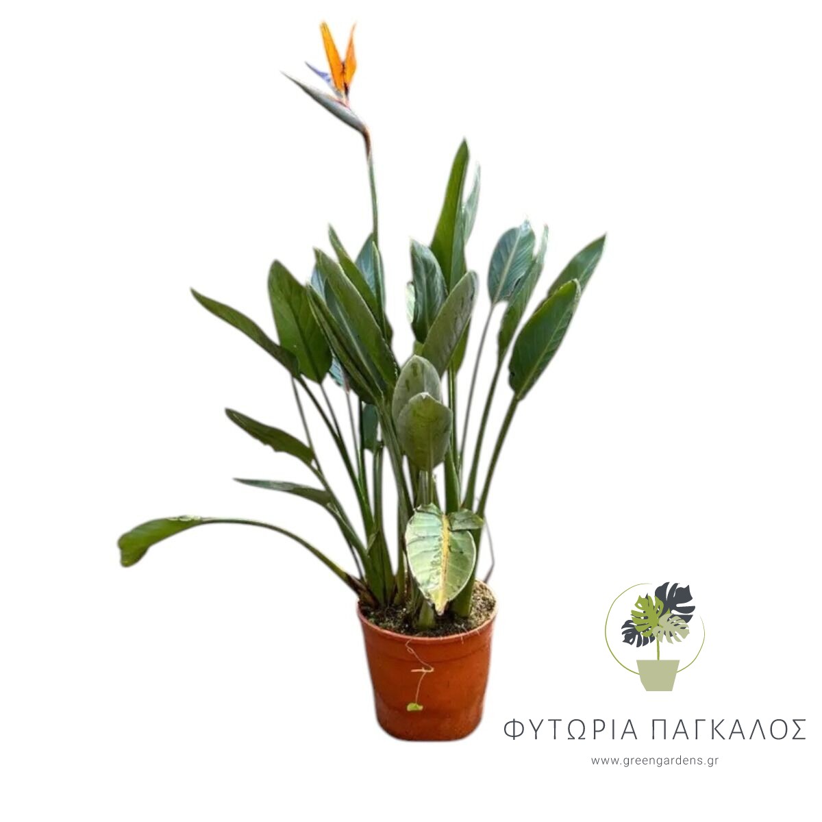 Στρελίτσια (Strelitzia reginae) – Εξωτικό Ανθοφόρο Φυτό - 2